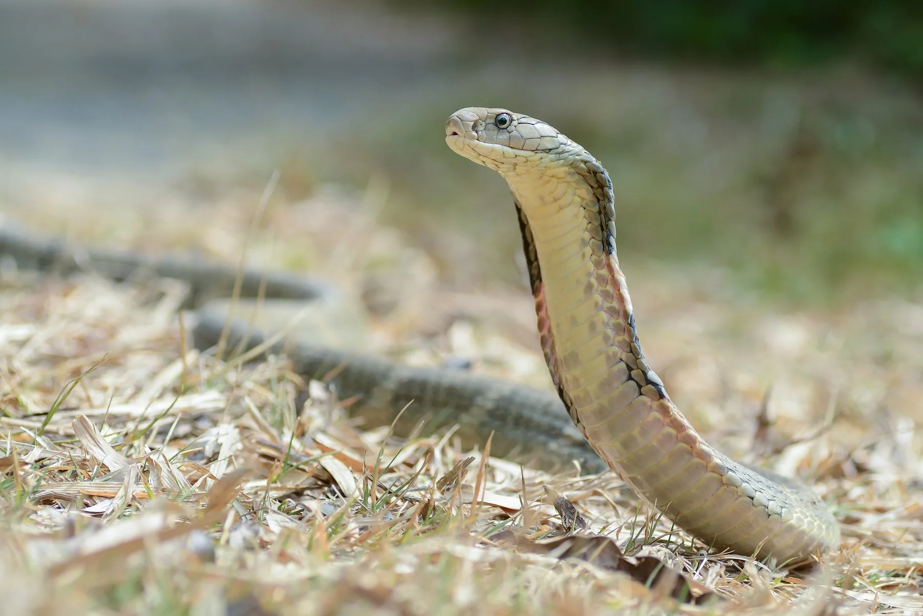 Kungskobra på marken i Kaeng Krachan nationalpark