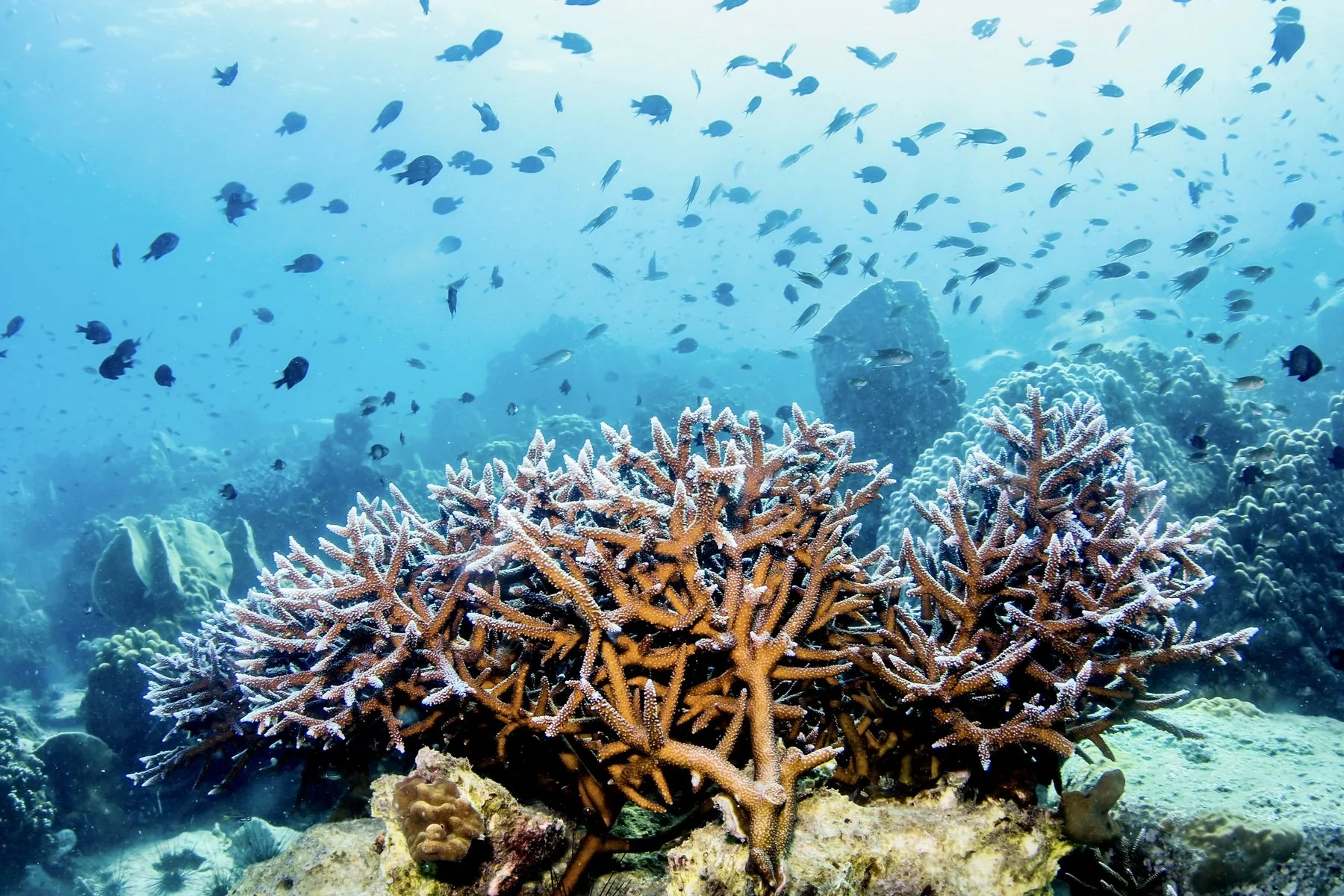 Korallrev med fiskestim under vann i Thailandbukta