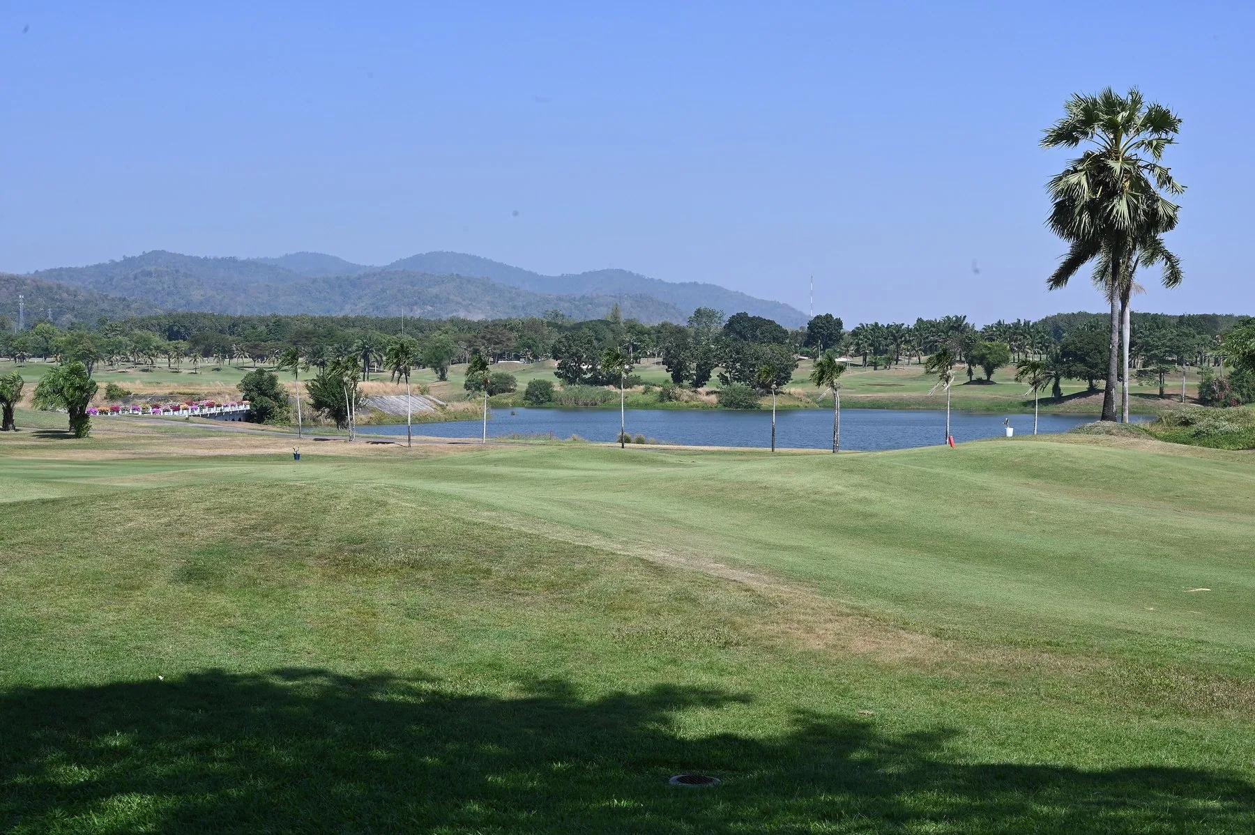 Solbelyst fairway med vattenhinder, palmer och kullar i bakgrunden på en golfbana i Chonburi