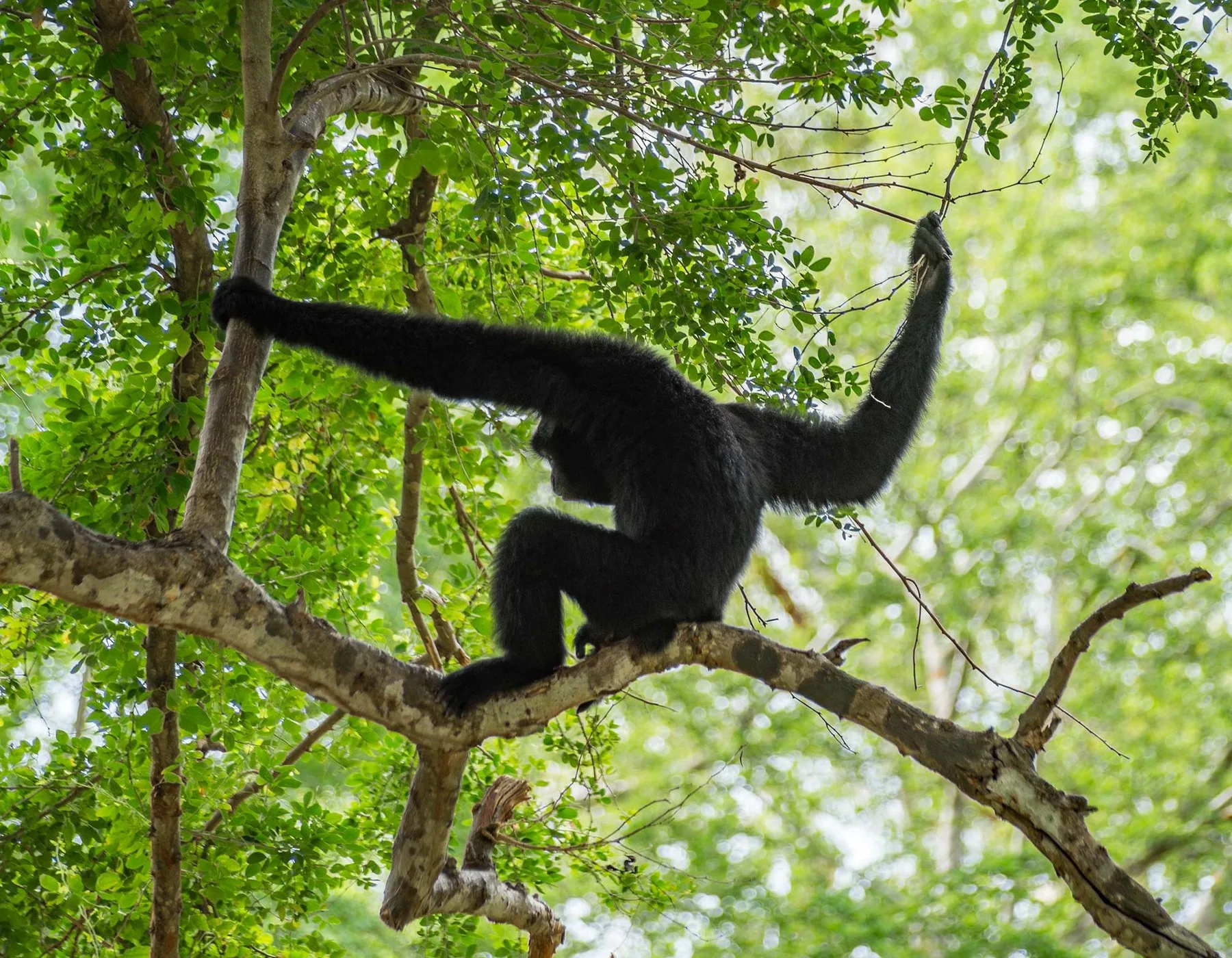 En svart gibbon klättrar i ett träd i Khao Kheow Open Zoo